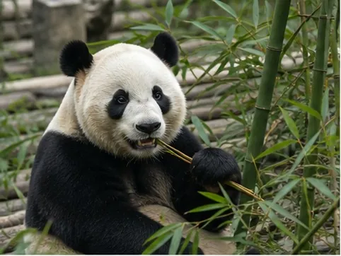 A giant panda in Chengdu